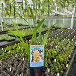 Cymbidium Sarah Jean 'Crystal Falls'