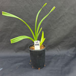 Cymbidium Idyllic Glamour 'Ern's Choice'