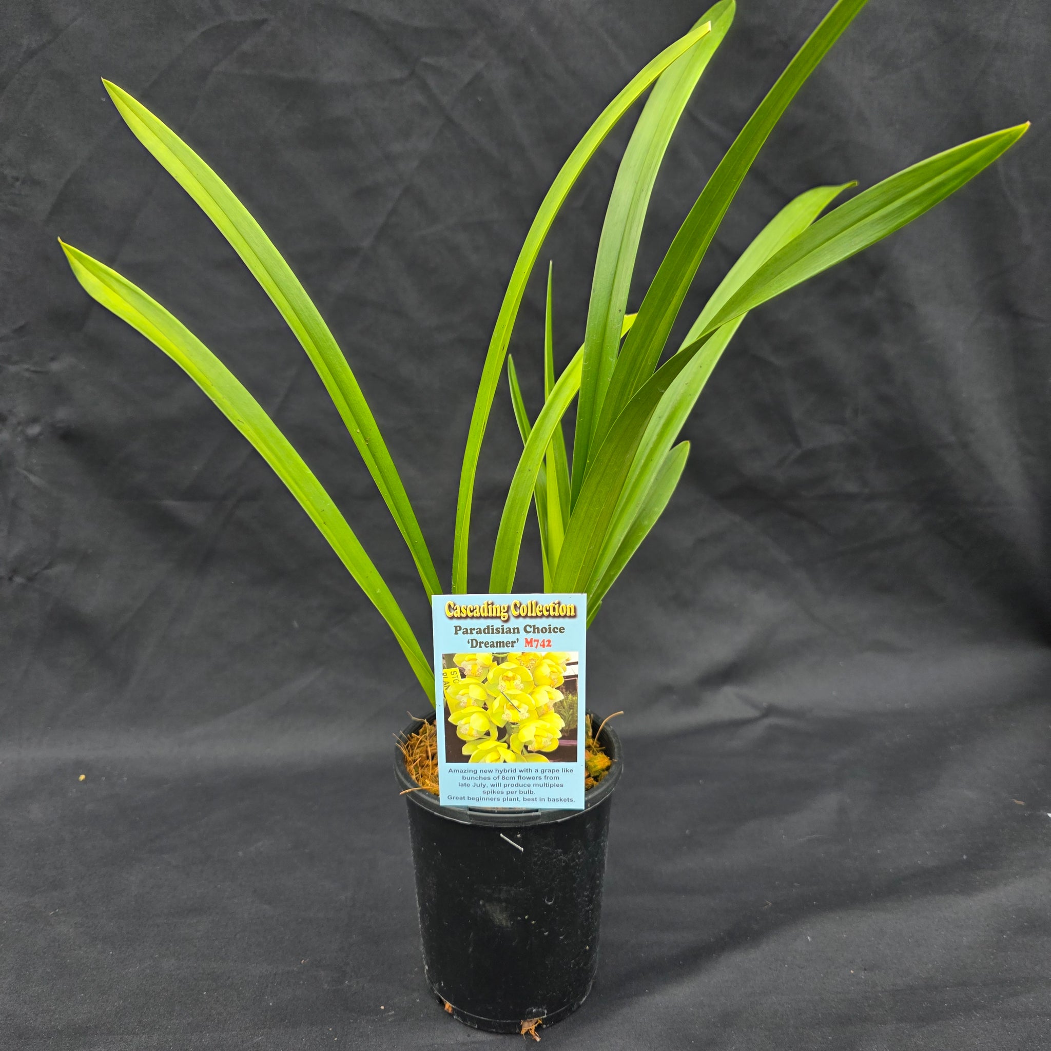 Cymbidium Paradisian Choice 'Dreamer'