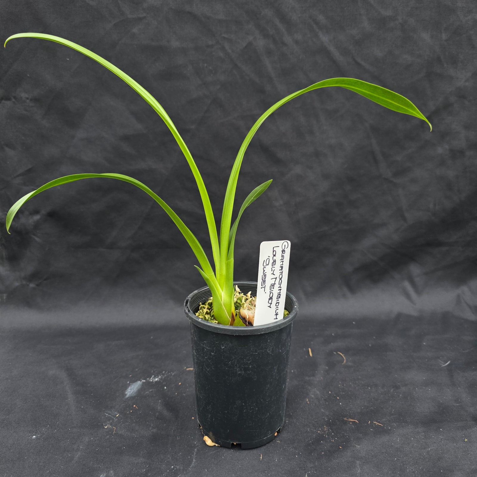 Grammatocymbidium Lovely Melody 'Sweet'