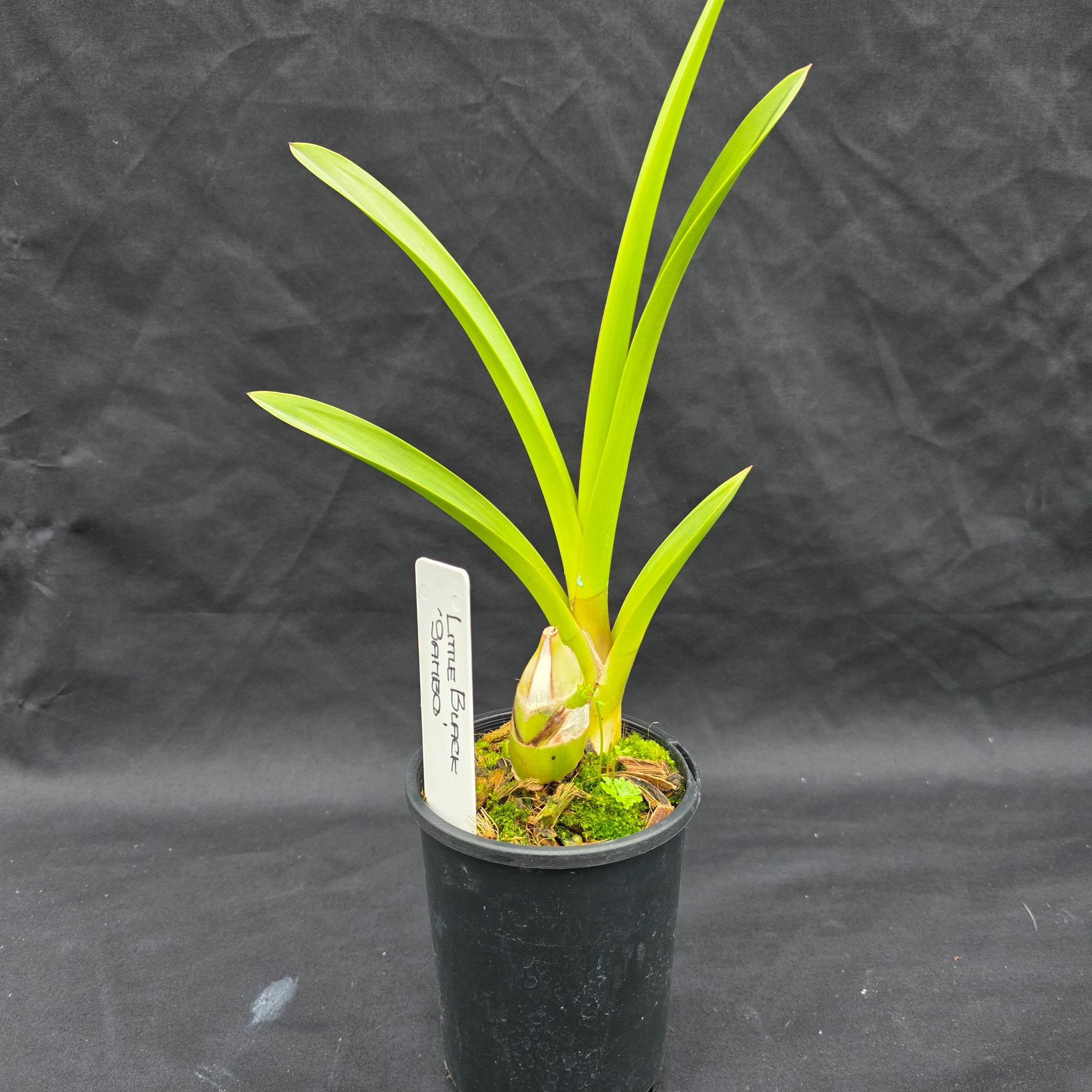 Cymbidium Helen Bannerman (Syn Little Black Sambo)