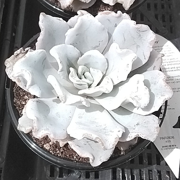 crispate beauty succulent Echeveria 'Crispate Beauty' – Collectors Online