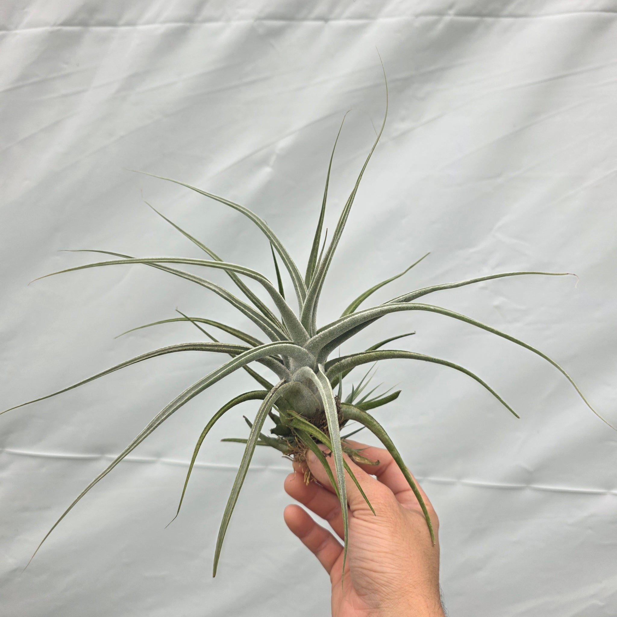 Tillandsia ehlersiana