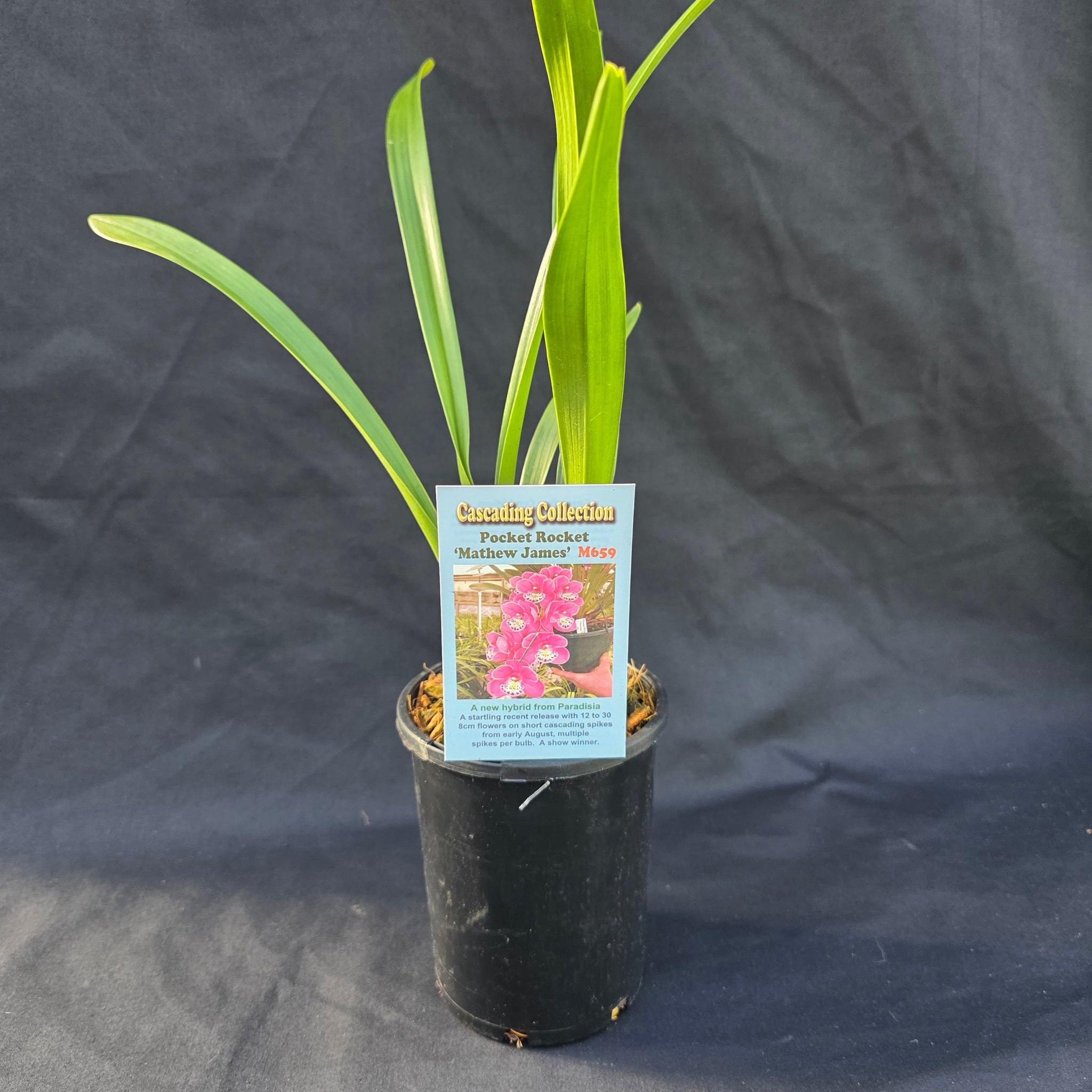 Cymbidium Pocket Rocket 'Mathew James'