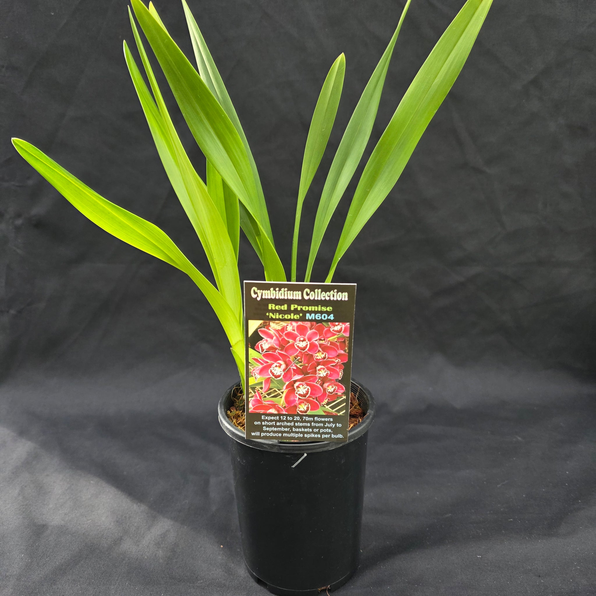 Cymbidium Red Promise 'Nicole'