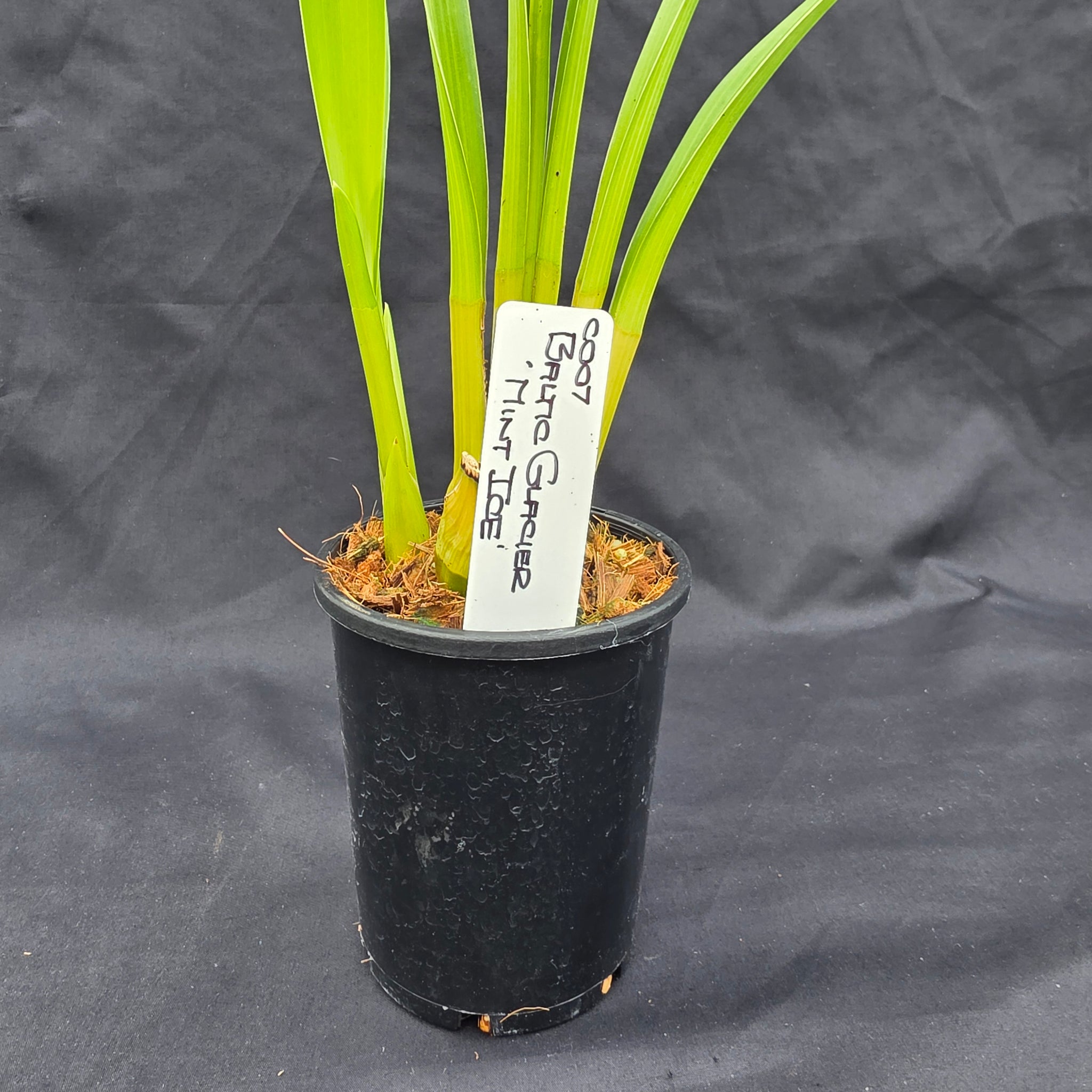 Cymbidium Baltic Glacier 'Mint Ice'