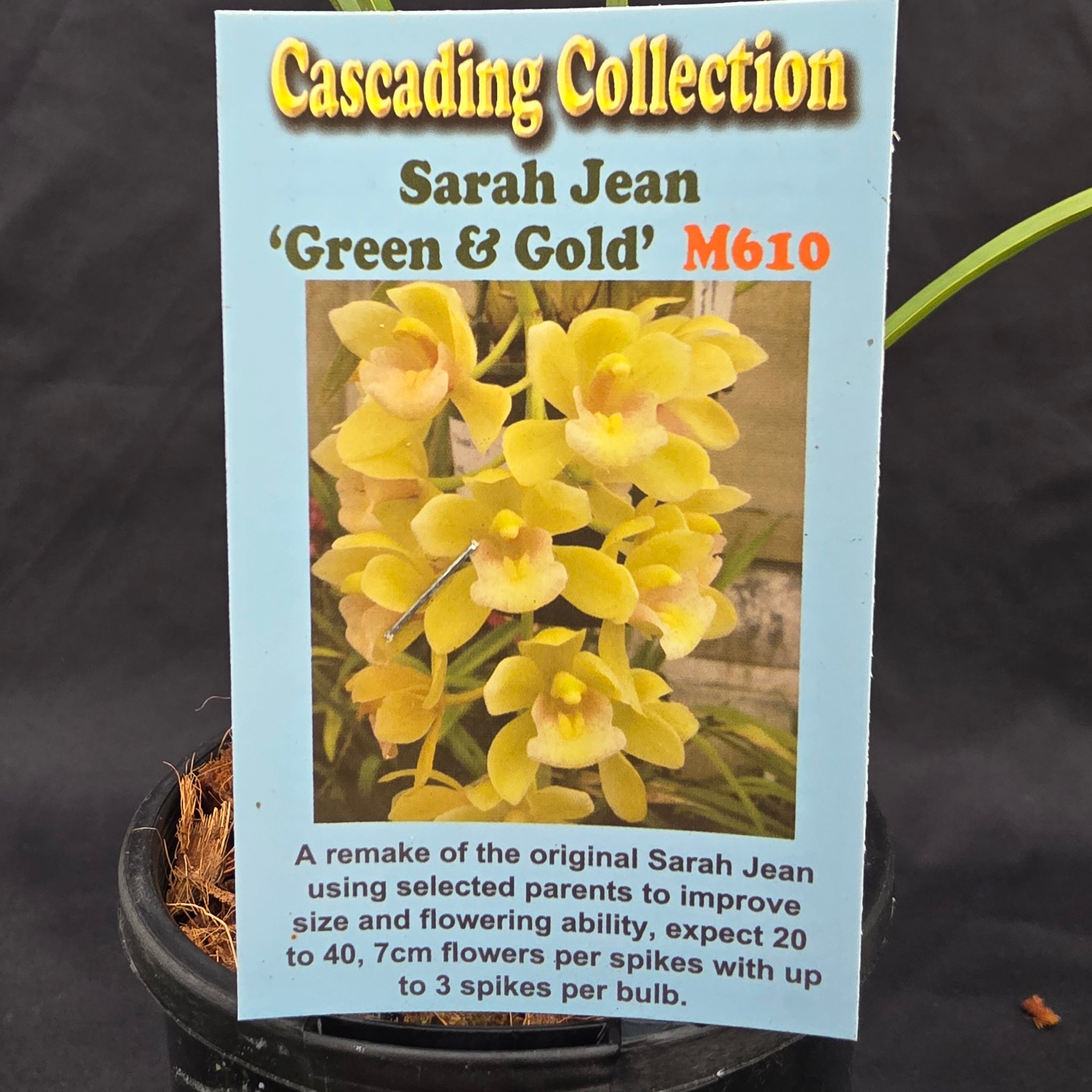 Cymbidium Sarah Jean 'Green & Gold'