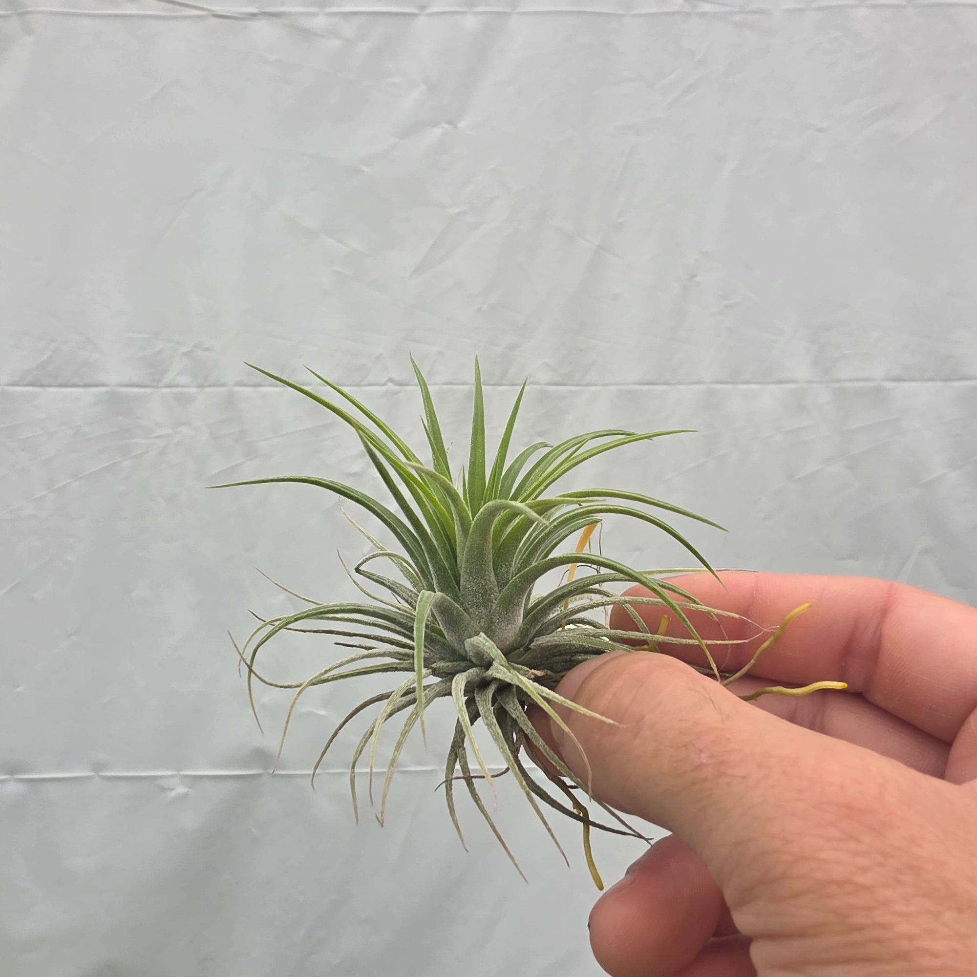 Tillandsia ionantha 'Druid' Alba Form