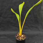 Cymbidium devonianum (in spike)