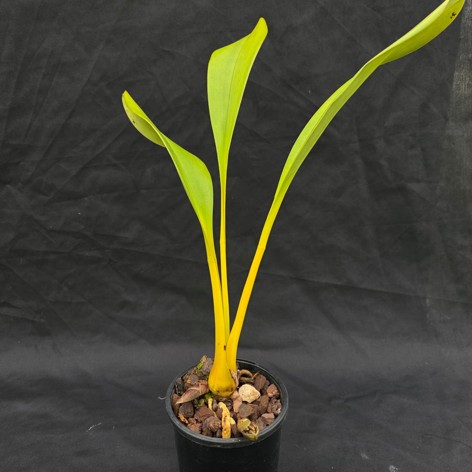 Cymbidium devonianum (in spike)