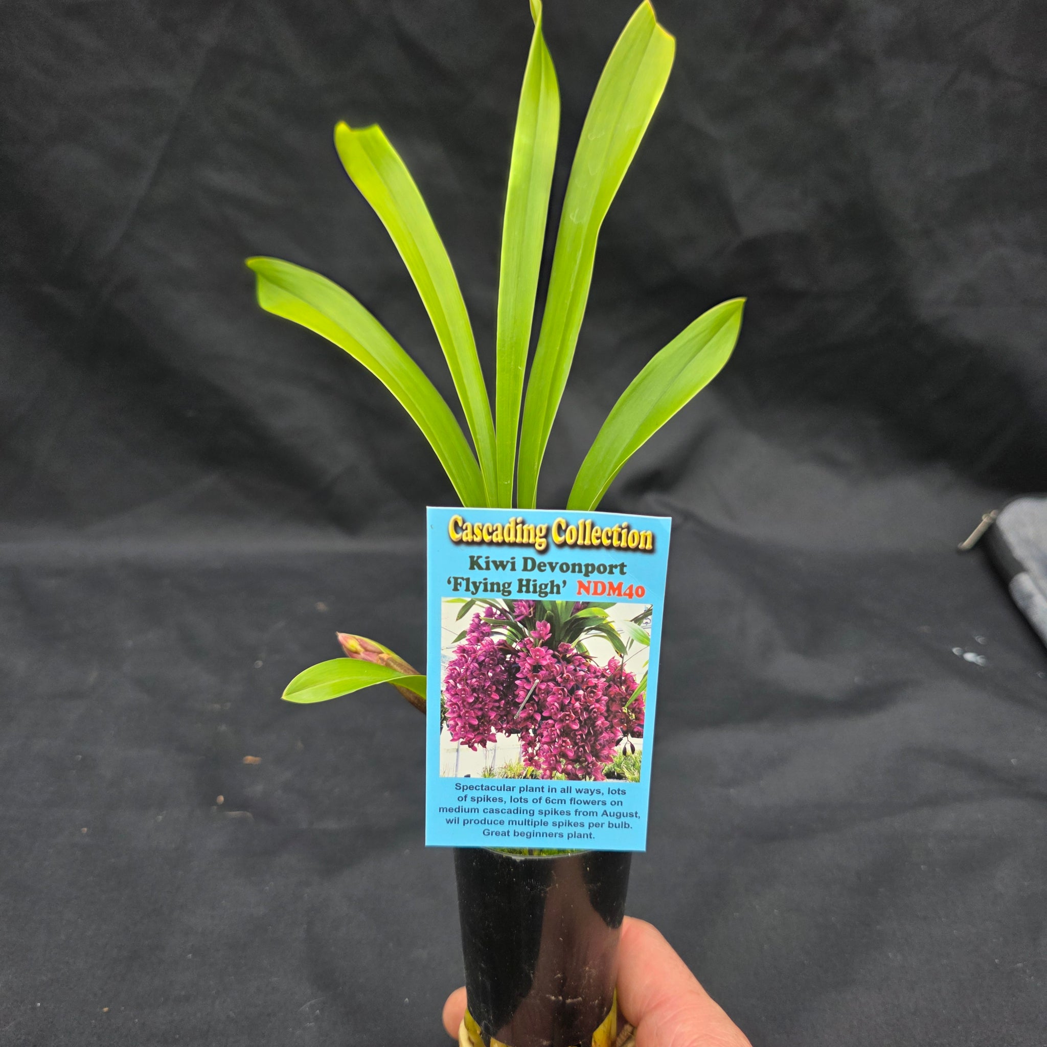 Cymbidium Kiwi Devonport 'Flying High'