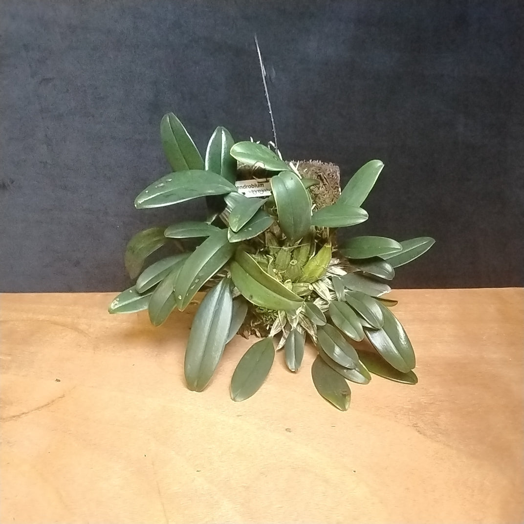 Dendrobium aggregatum - Golden Cascade Orchid