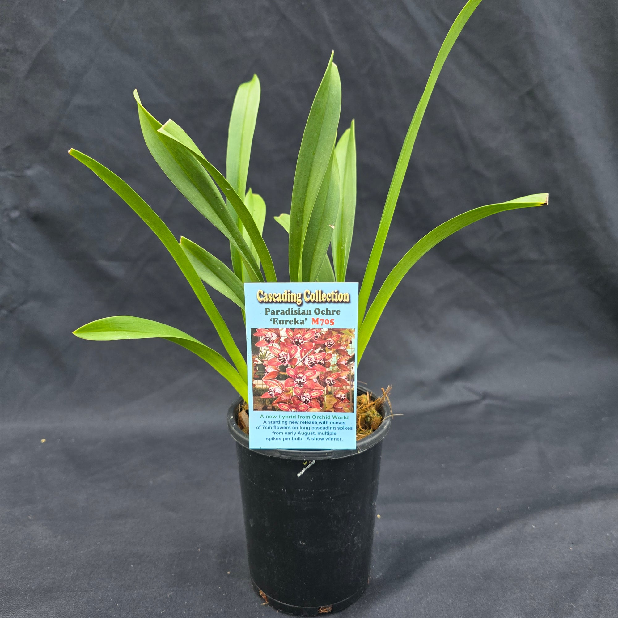 Cymbidium Paradisian Ochre 'Eureka'
