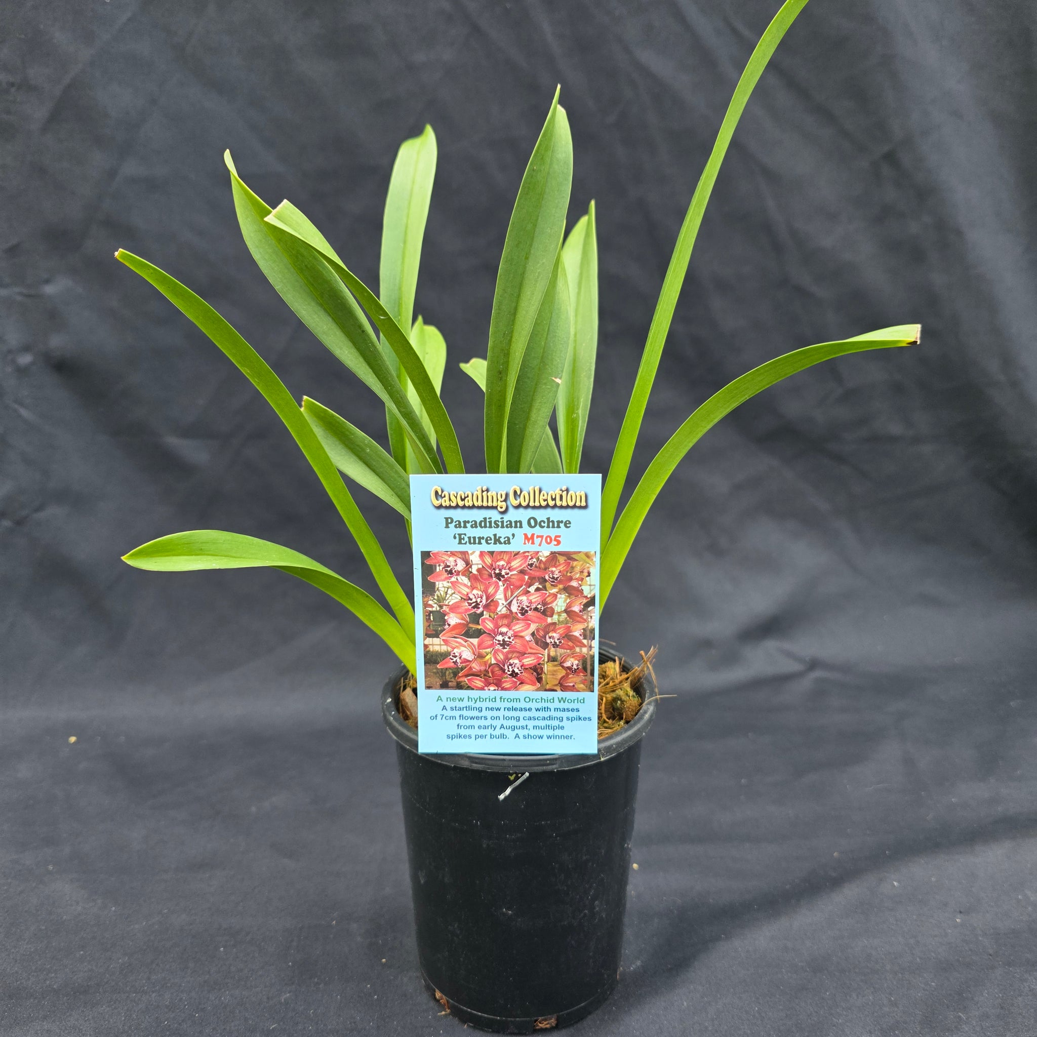 Cymbidium Paradisian Ochre 'Eureka'