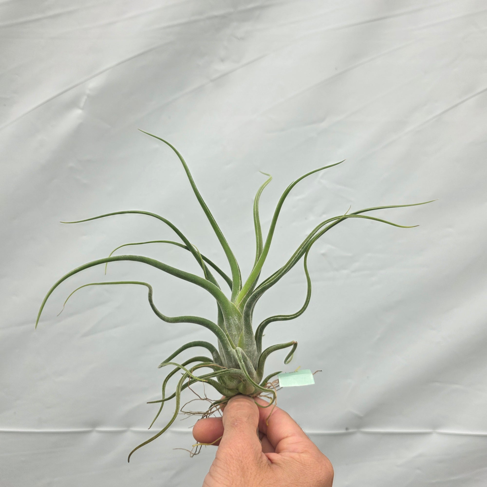 medusa head air plant Tillandsia caput-medusae