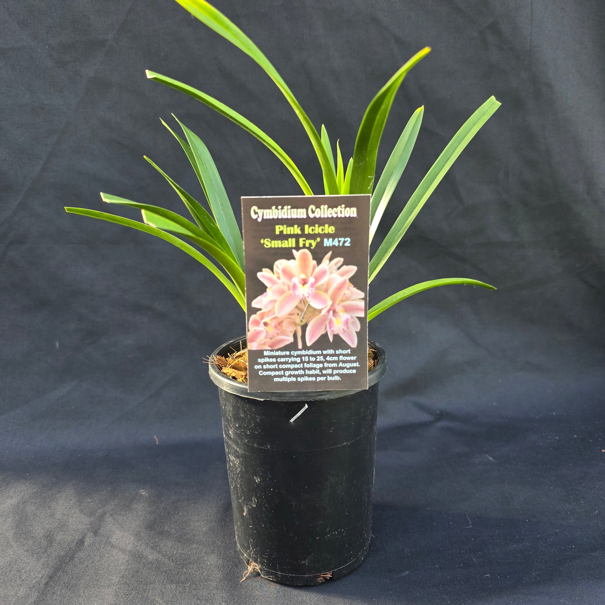 Cymbidium Pink Icicle 'Small Fry'