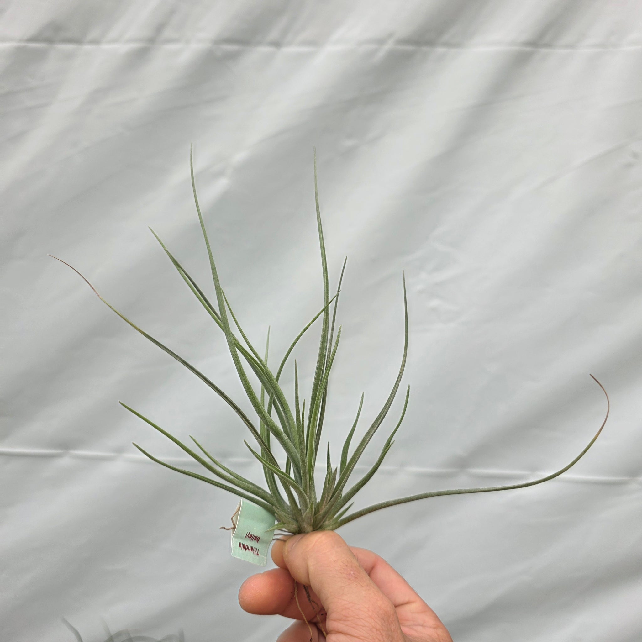 Tillandsia baileyi