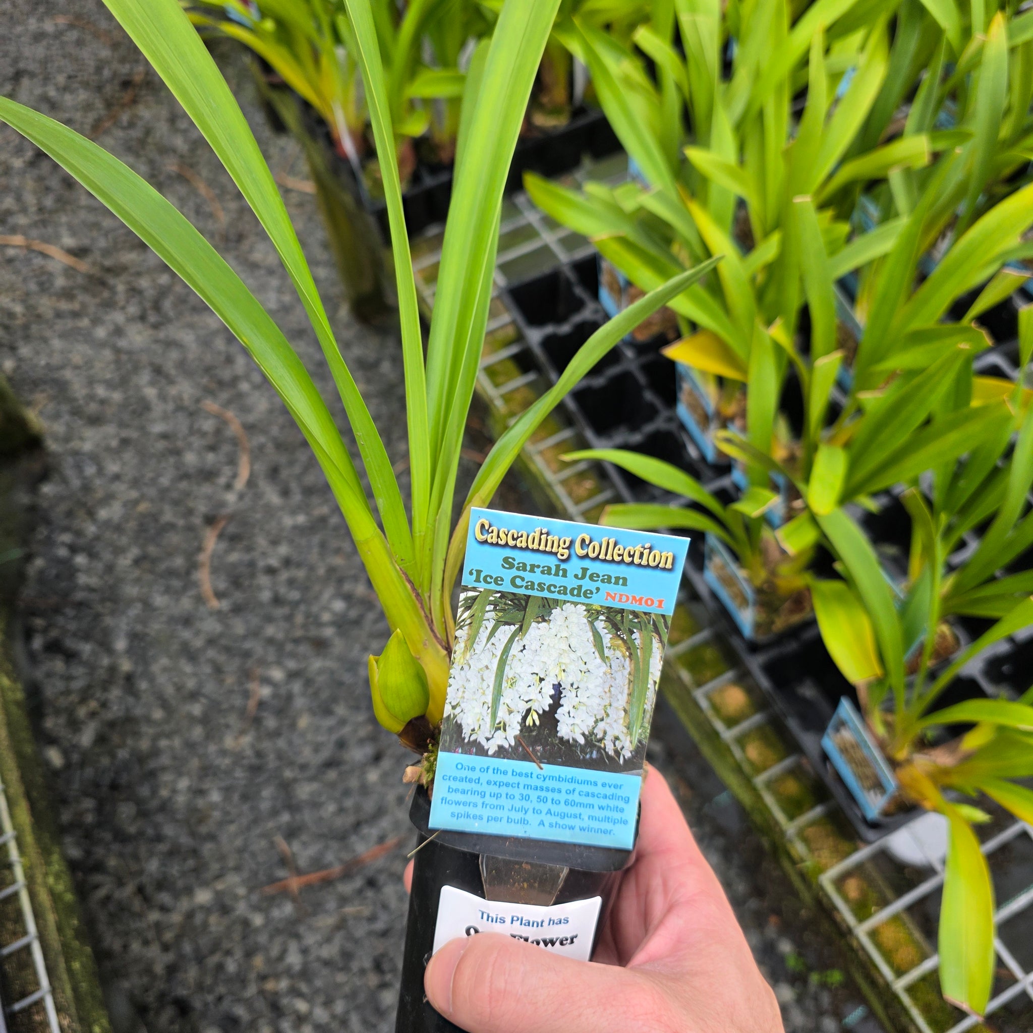 Cymbidium Sarah Jean 'Ice Cascade'