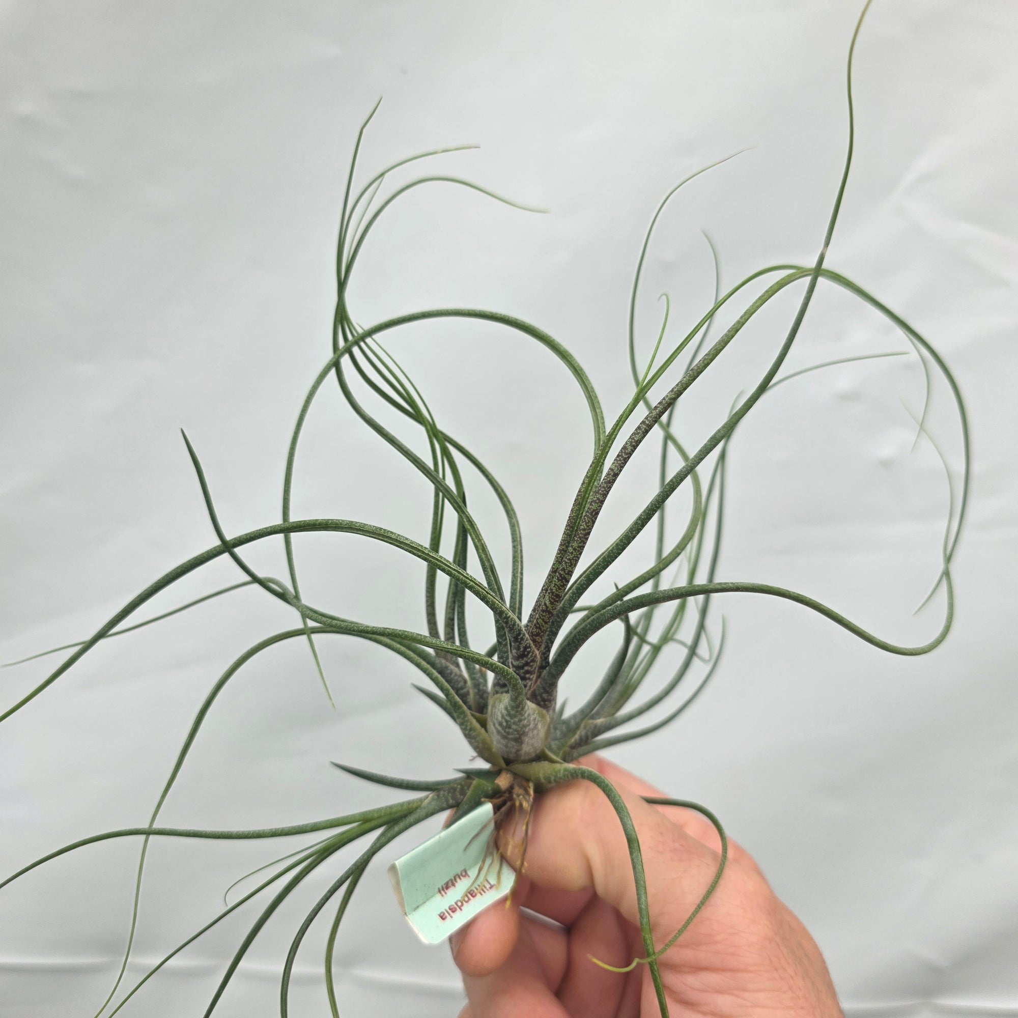 Tillandsia butzii