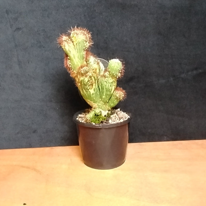 Cereus forbesii (Syn. Cereus comarapanus) Monstrose Variegata