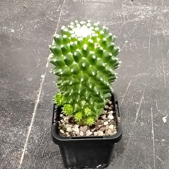 Mammillaria schiedeana 'Dalek'