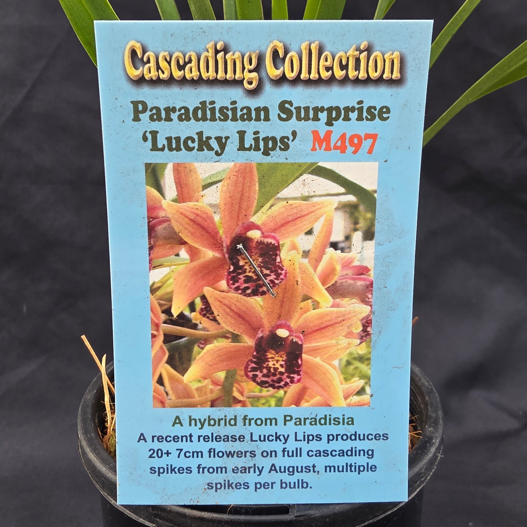 Cymbidium Paradisian Surprise 'Lucky Lips'