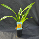 Cymbidium Paradisian Tiger 'Golden Falls'