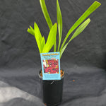 Cymbidium Ruby Pendant 'Shiraz'