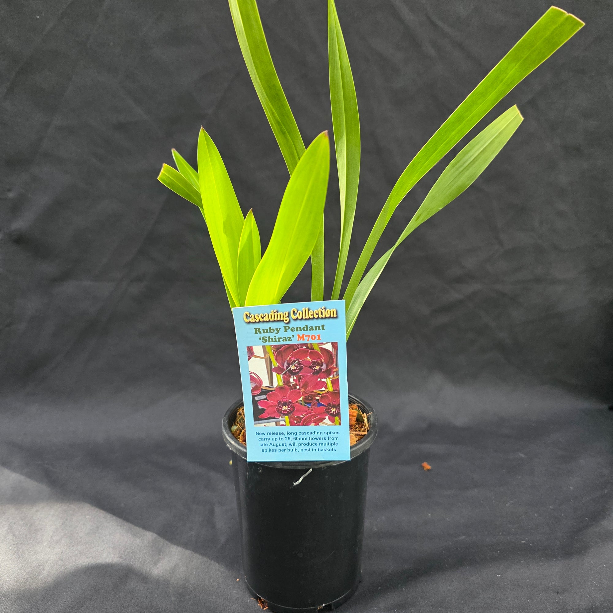 Cymbidium Ruby Pendant 'Shiraz'