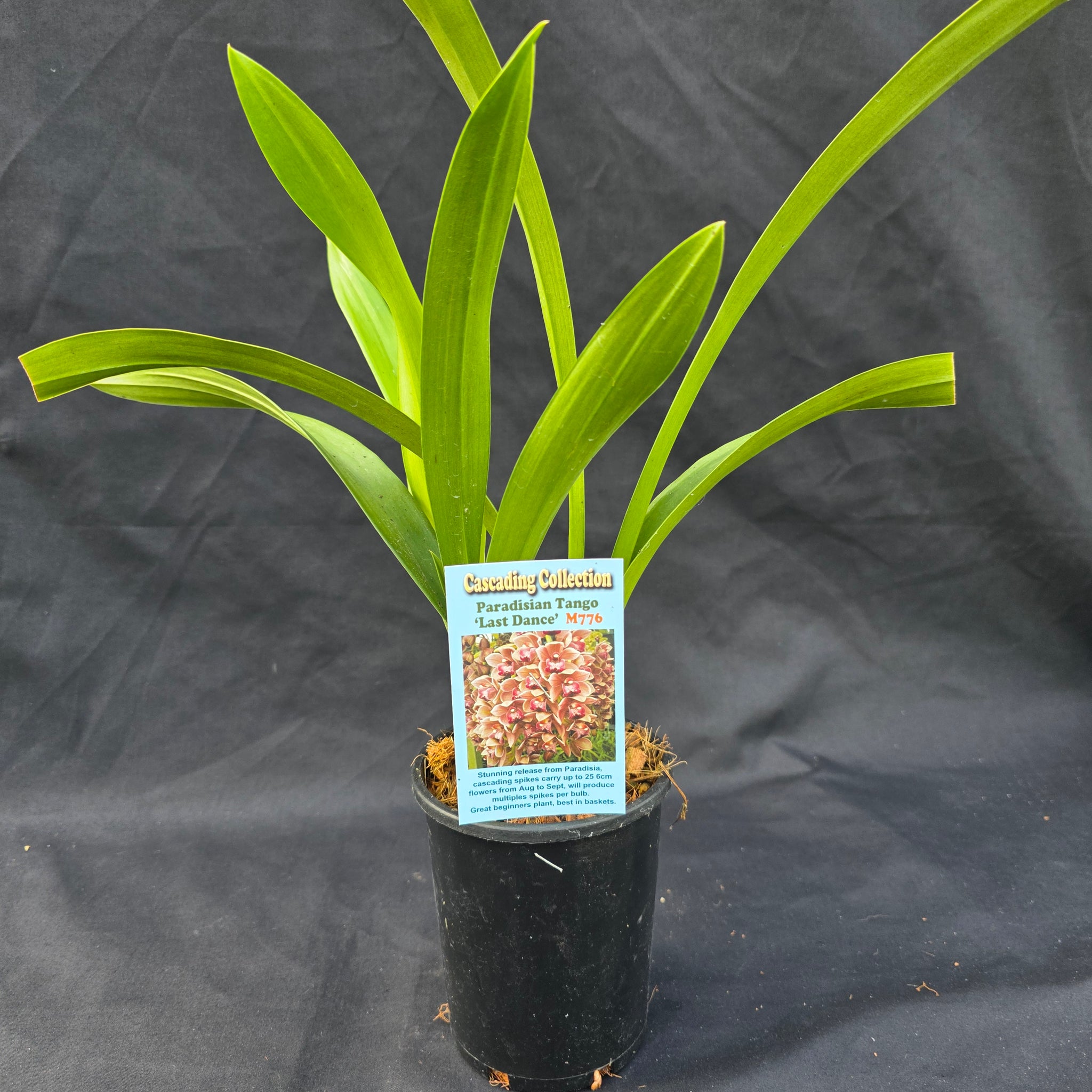 Cymbidium Paradisian Tango 'Last Dance'