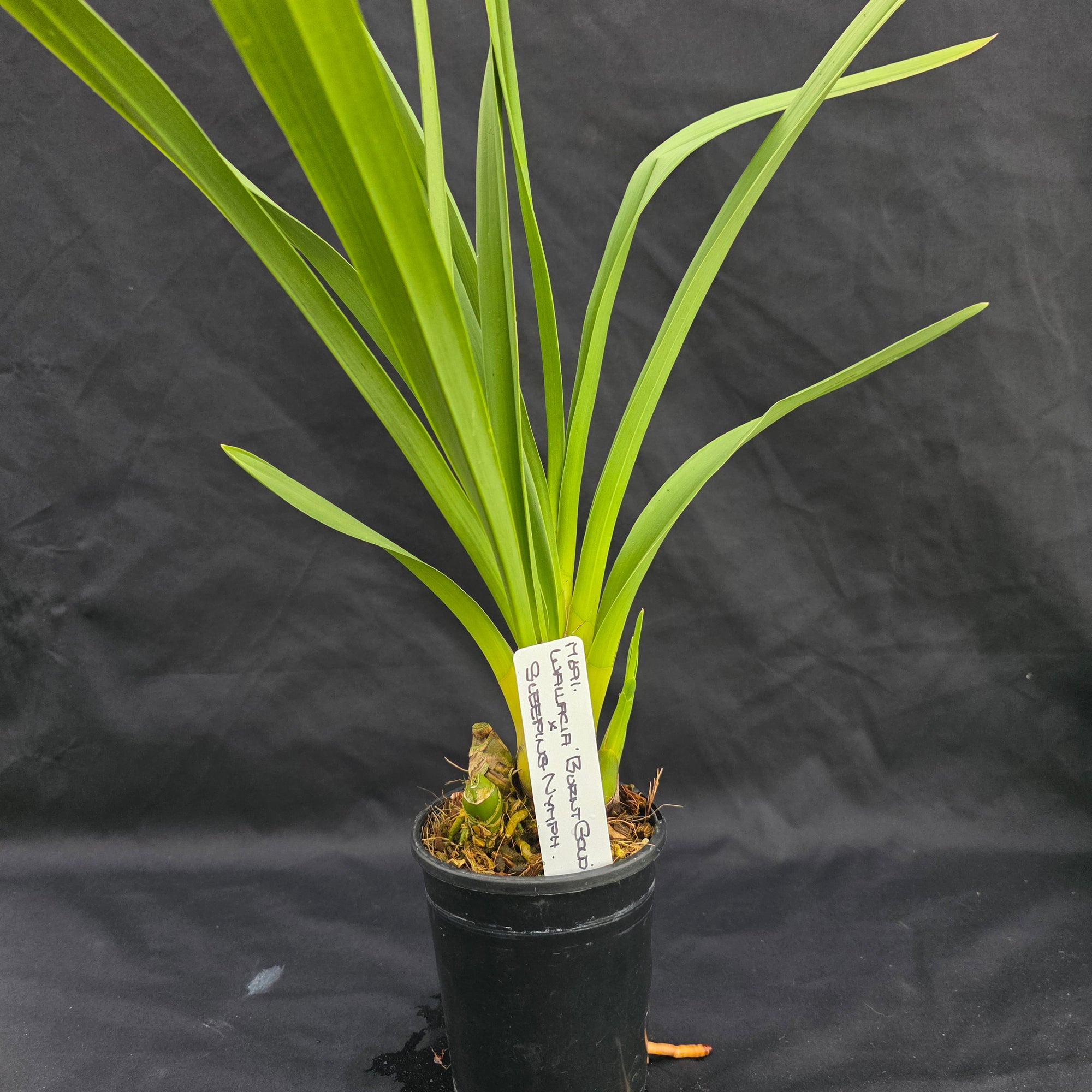 Cymbidium Wallacia 'Burnt Gold' x Sleeping Nymph