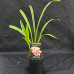 Cymbidium Zen Era 'Elizabeth'