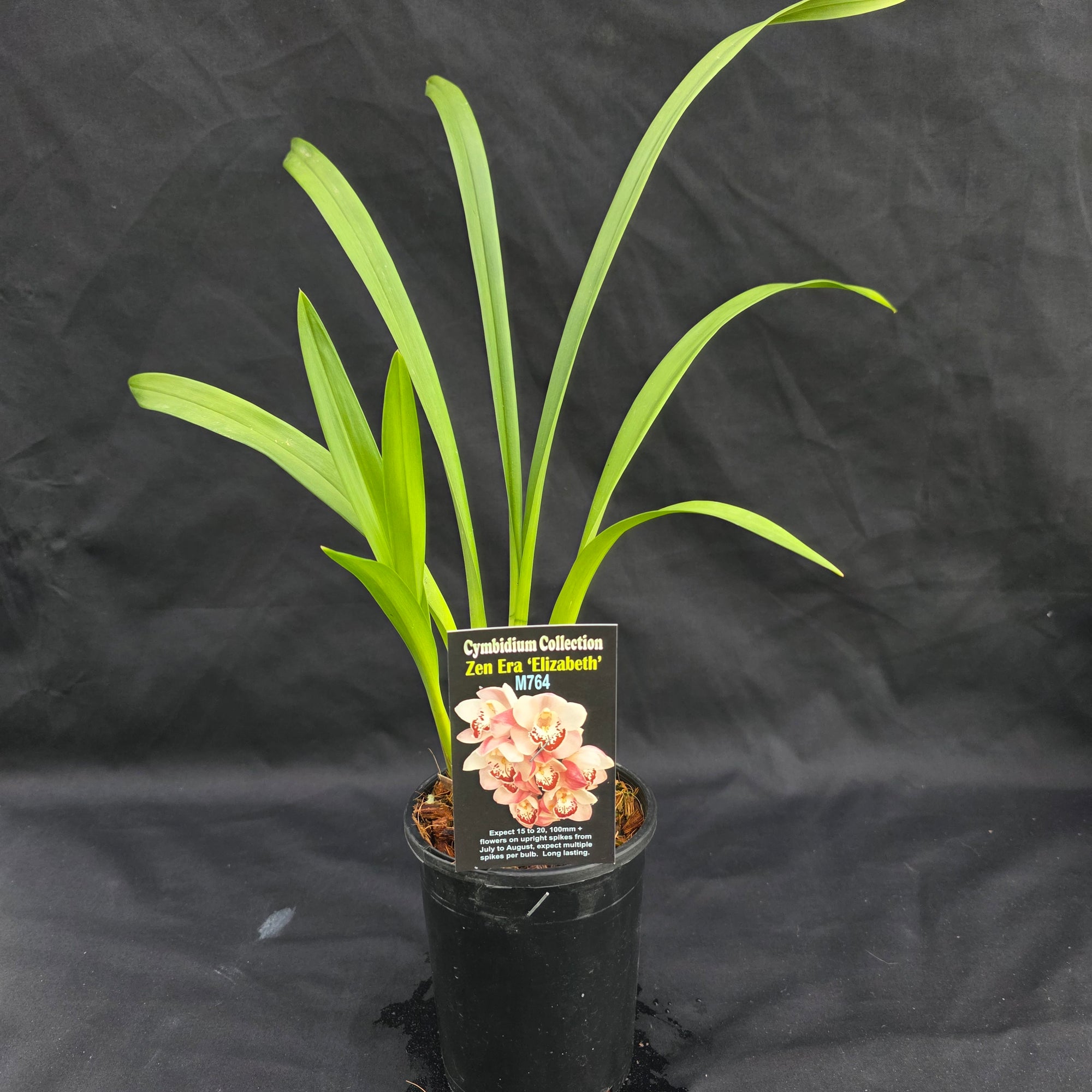 Cymbidium Zen Era 'Elizabeth'