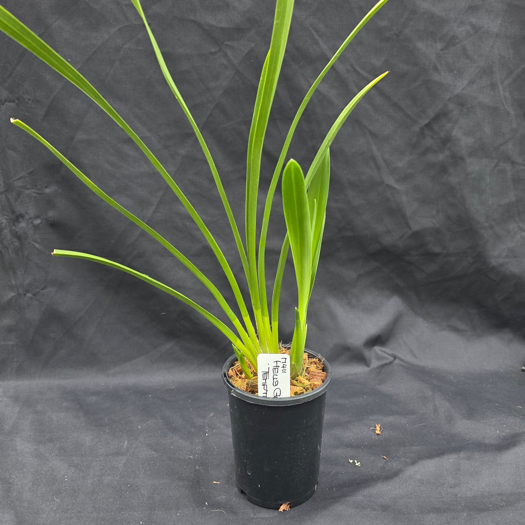 Cymbidium Hell's Gate 'Temptation'
