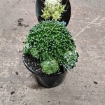 Mammillaria bocasana 'The Freak' - Mutated Cactus