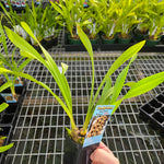 Cymbidium Mary Green 'Bonanza'