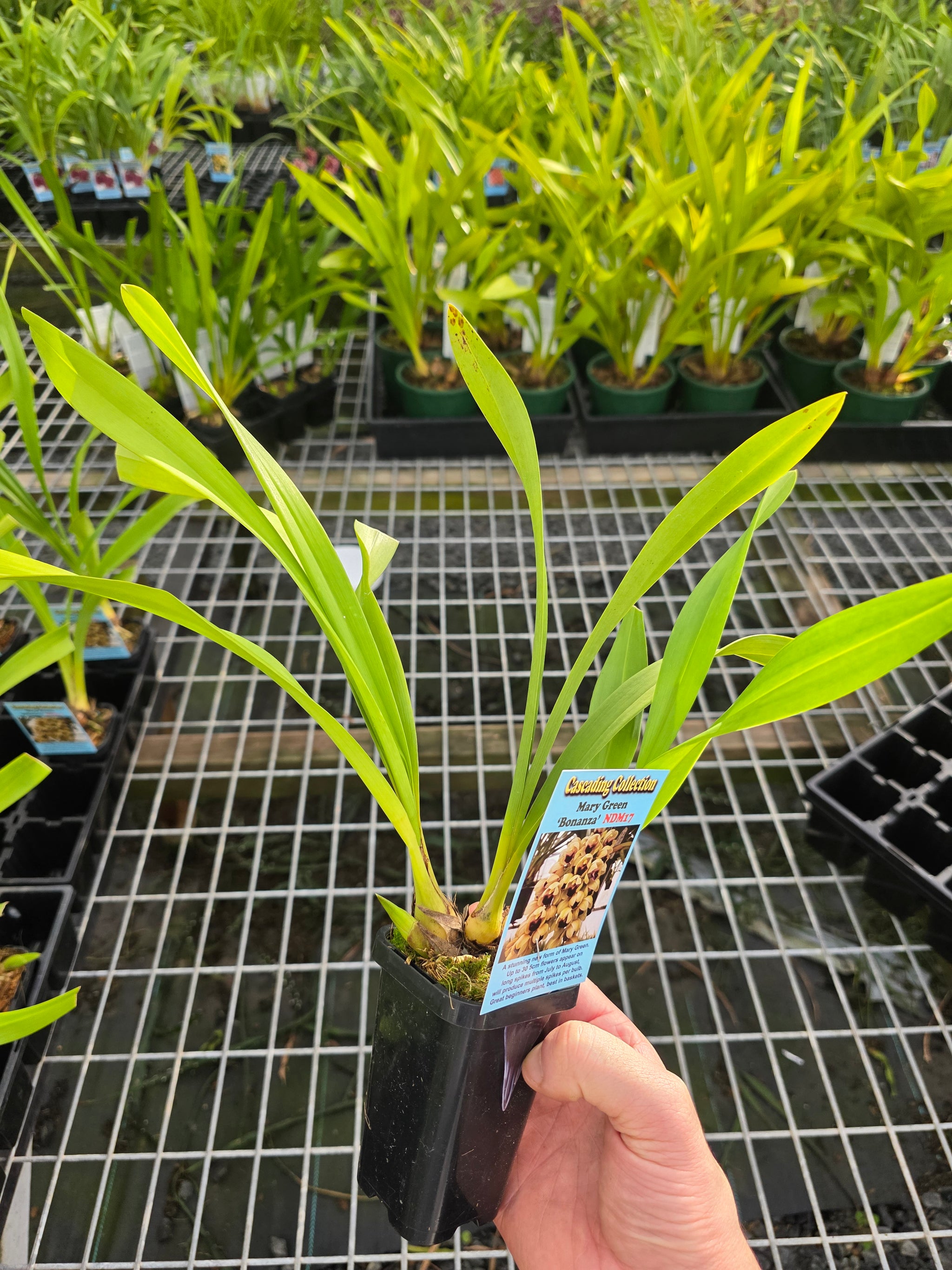 Cymbidium Mary Green 'Bonanza'