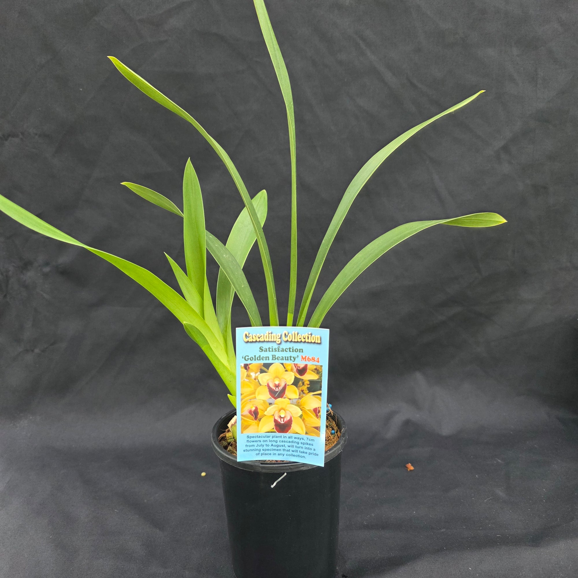 Cymbidium Satisfaction 'Golden Beauty'