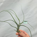 Tillandsia butzii