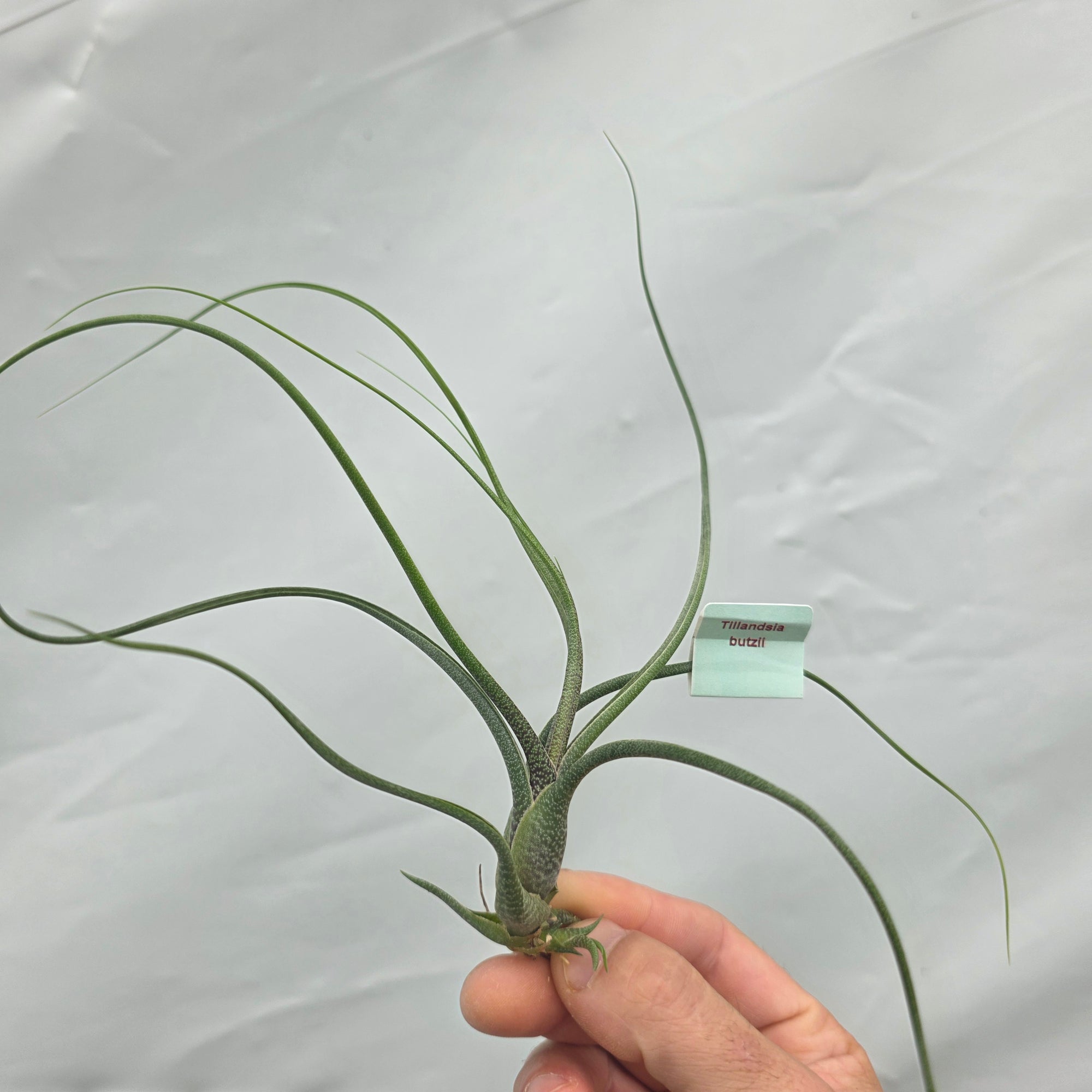 Tillandsia butzii