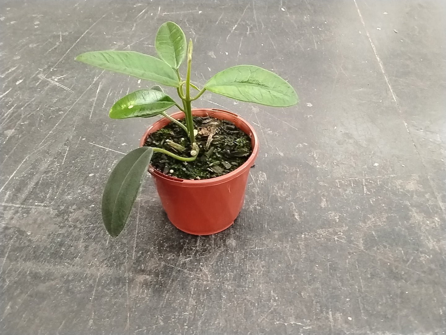 Hoya coronaria 'Red' #200 100mm Pot