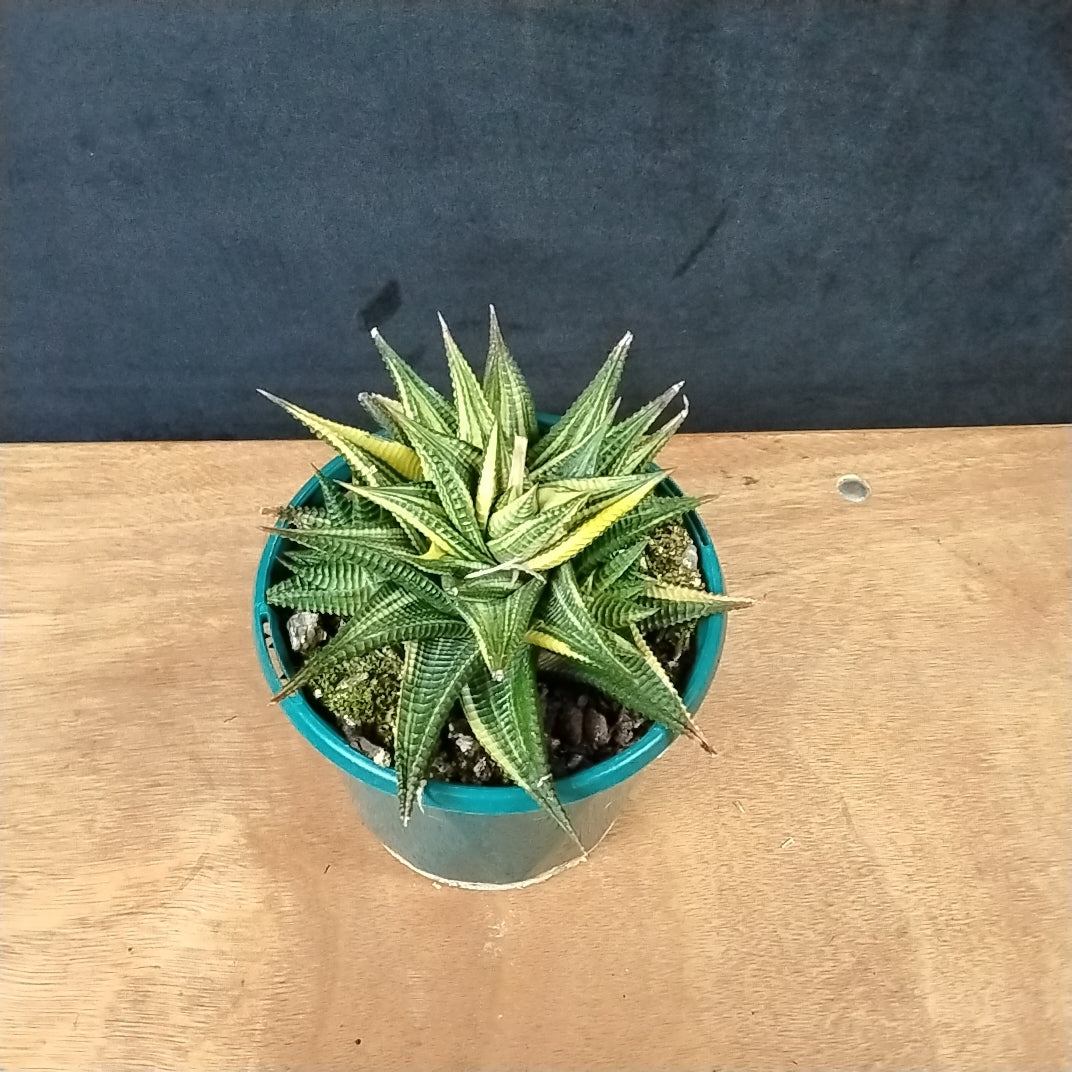 Haworthia limifolia variegata – Rippled Succulent with Marbled Leaves