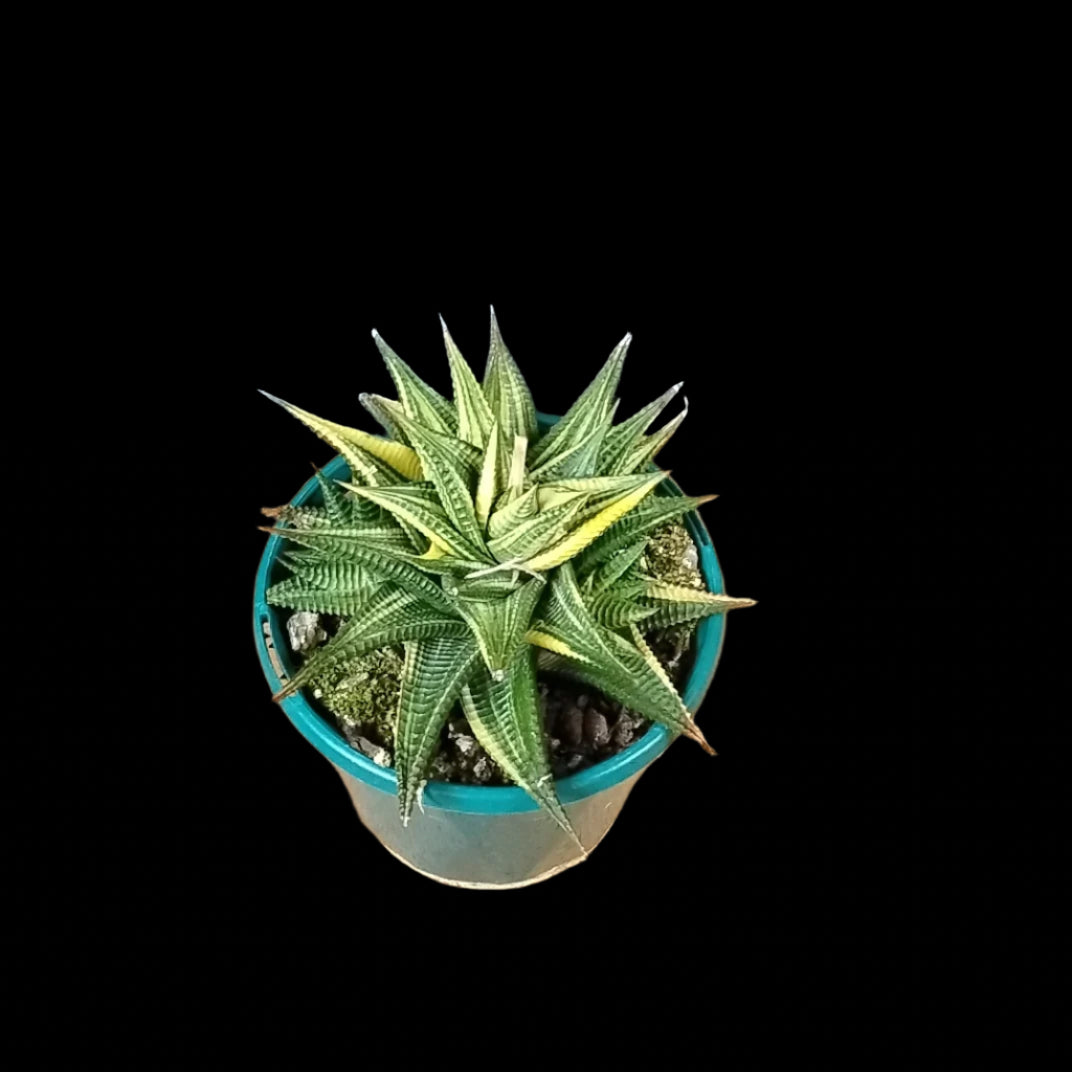 Haworthia limifolia variegata