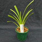 Cymbidium eburneum