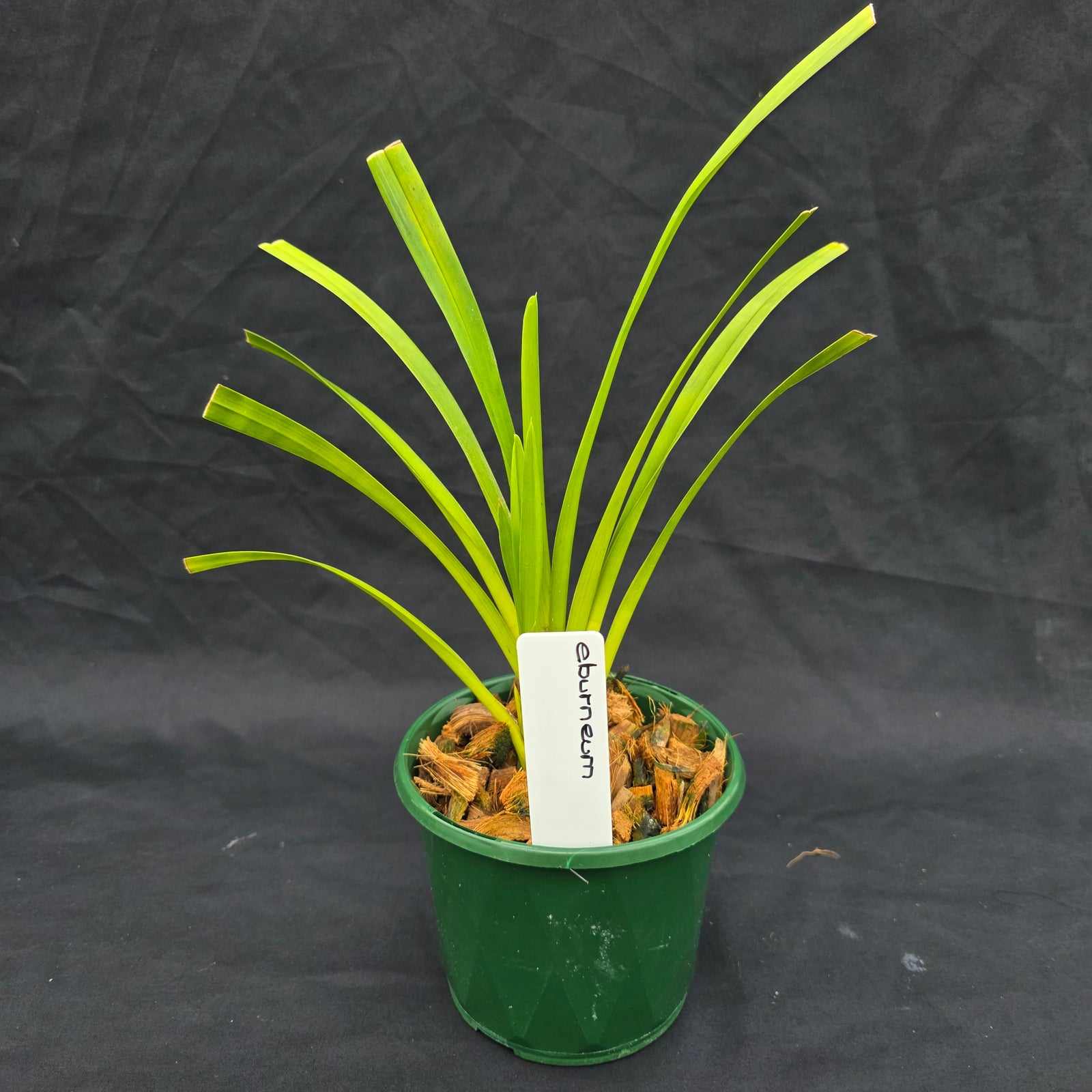 Cymbidium eburneum
