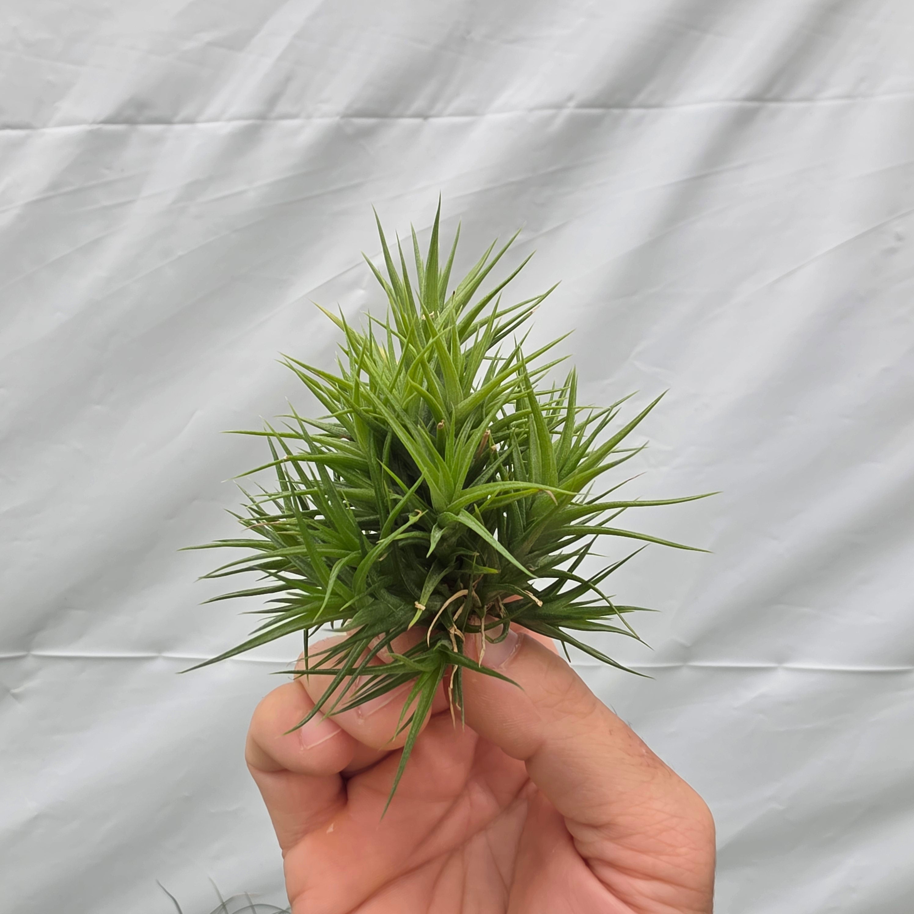 Tillandsia aeranthos 'Miniata' – Collectors Online