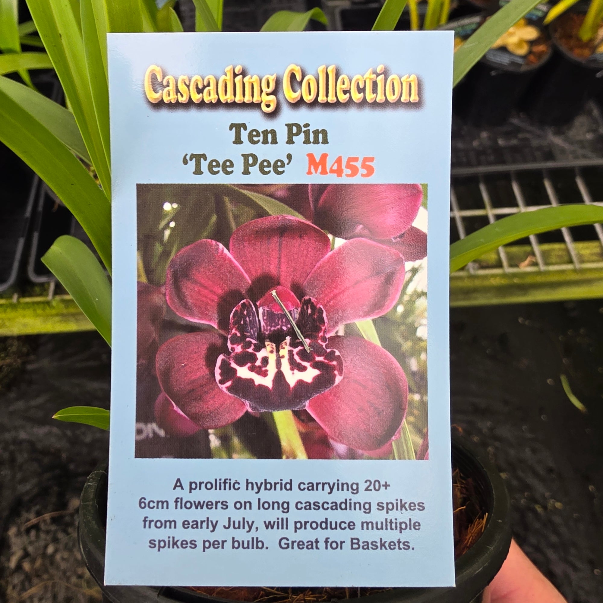 Cymbidium Ten Pin 'Tee Pee'