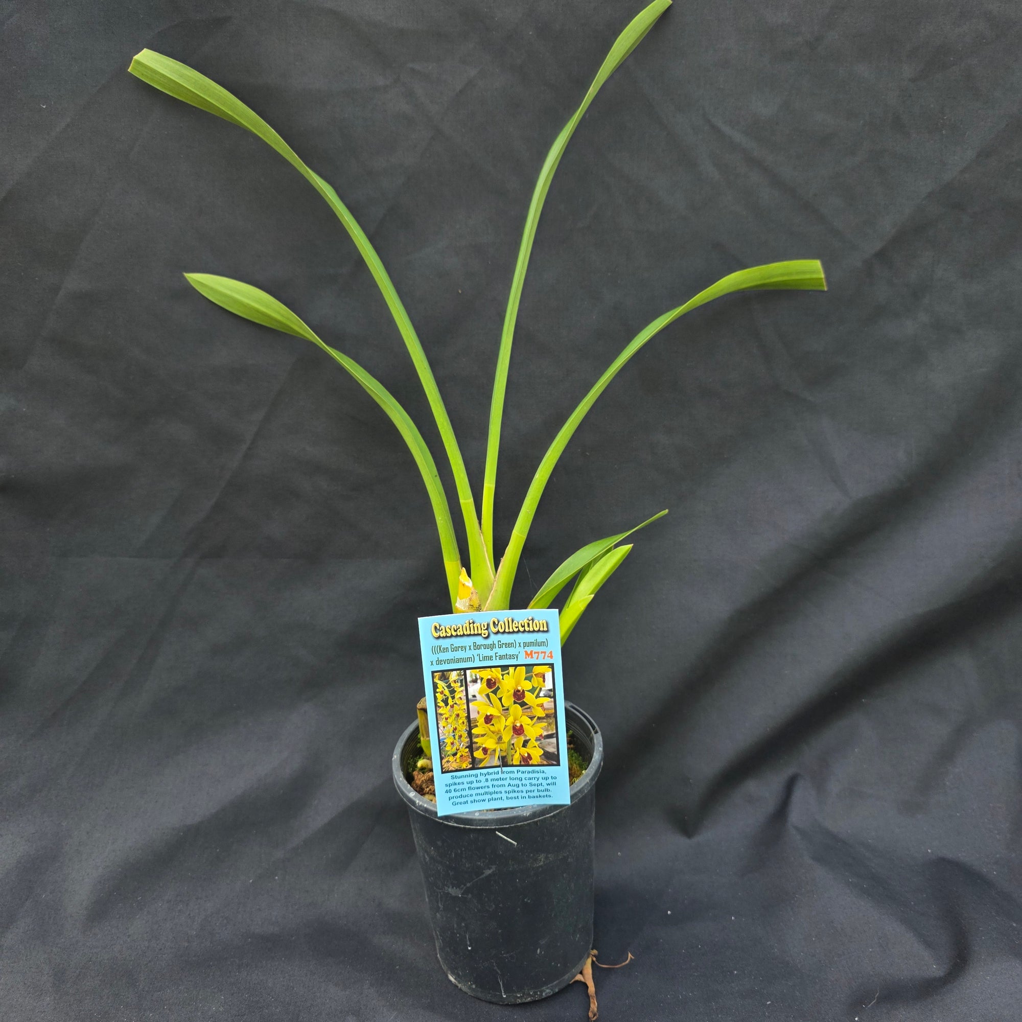 Cymbidium 'Lime Fantasy'