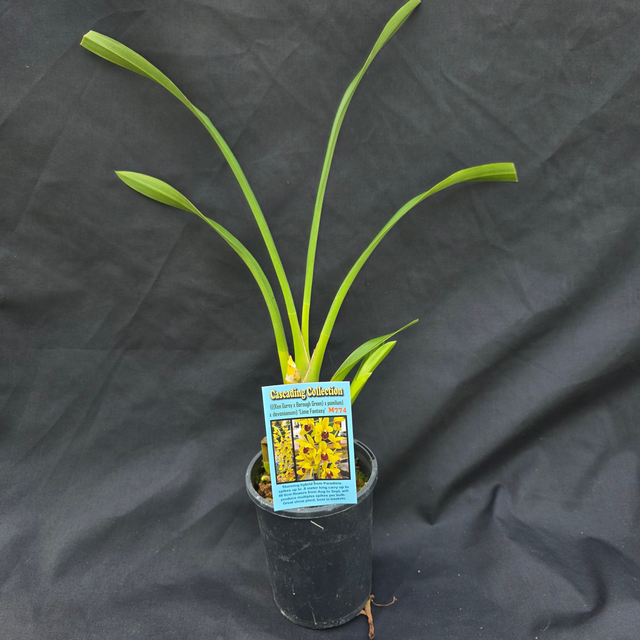 Cymbidium 'Lime Fantasy'