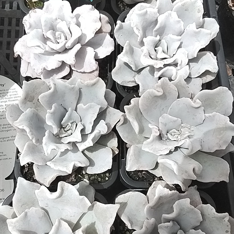 Echeveria 'Crispate Beauty' - Exquisite Ruffled Succulent